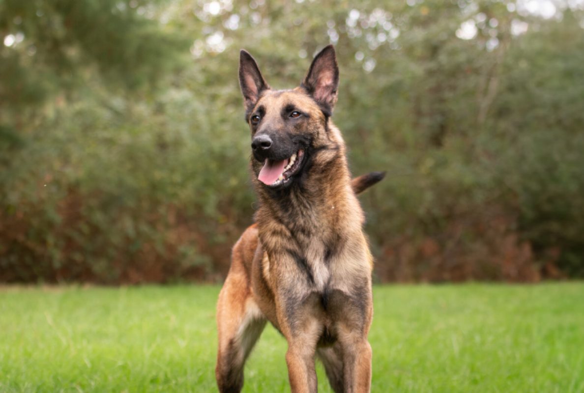 Valjean - Chien Berger Belge Malinois à adopter - photo 5