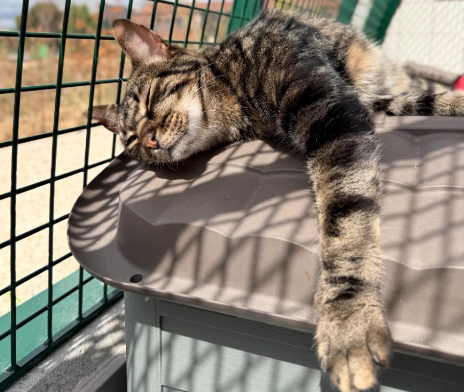 Aston - Chat Européen à adopter