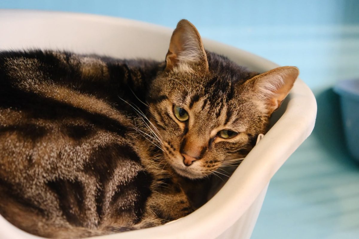 Aston - Chat Européen à adopter - photo 2