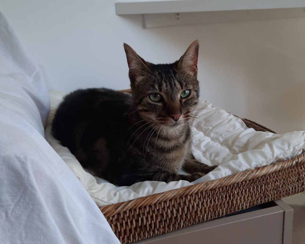 Aston - Chat Européen à adopter - photo 3