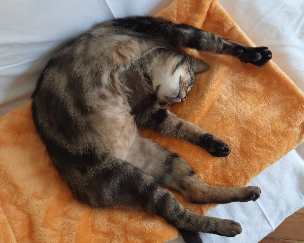 Aston - Chat Européen à adopter - photo 4
