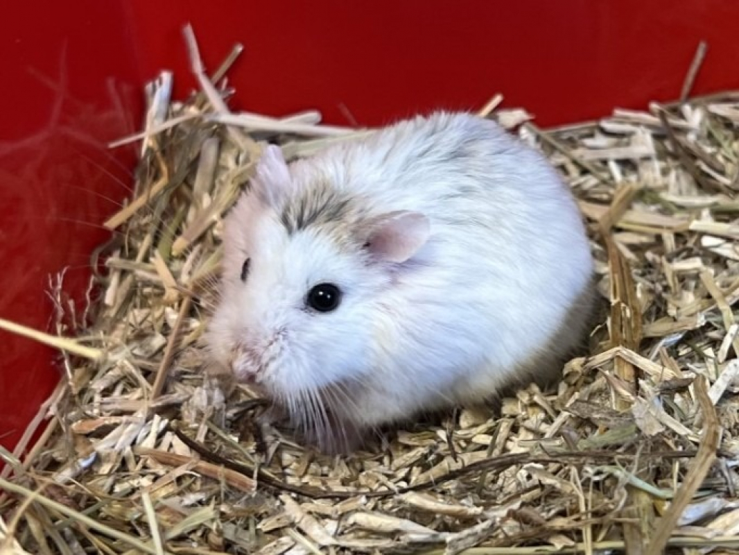 Photo de Marshmallow