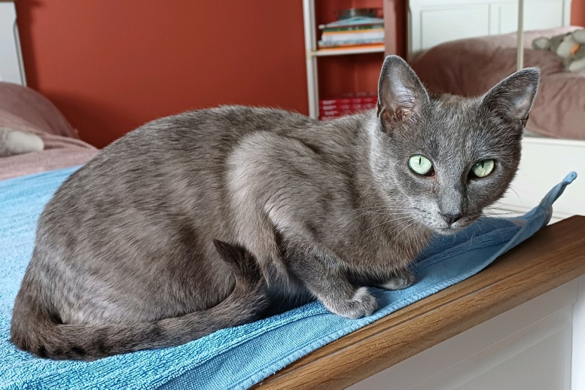 Photo de Milka