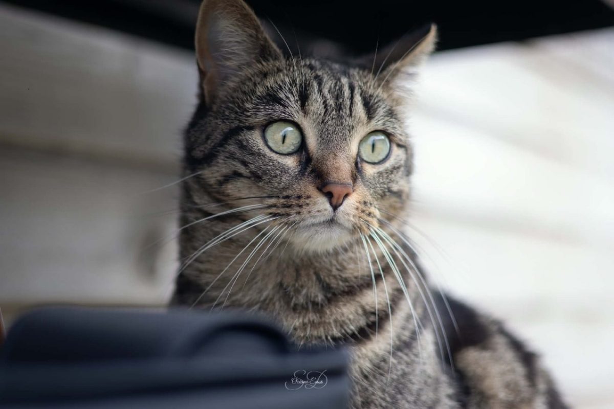Moka - Chat Européen à adopter - photo 3