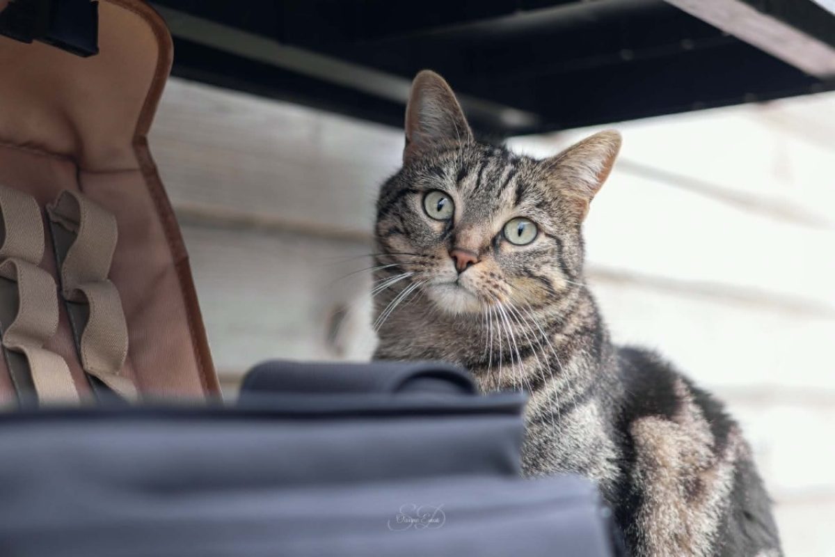 Moka - Chat Européen à adopter - photo 4