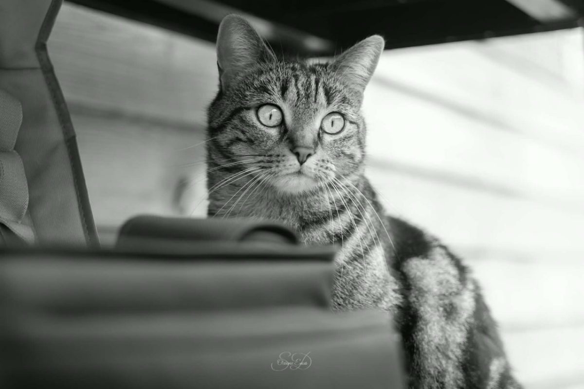 Moka - Chat Européen à adopter - photo 6