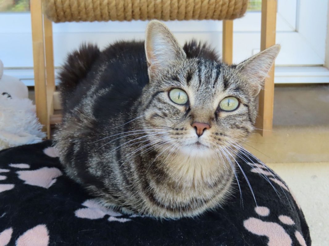 Moka - Chat Européen à adopter