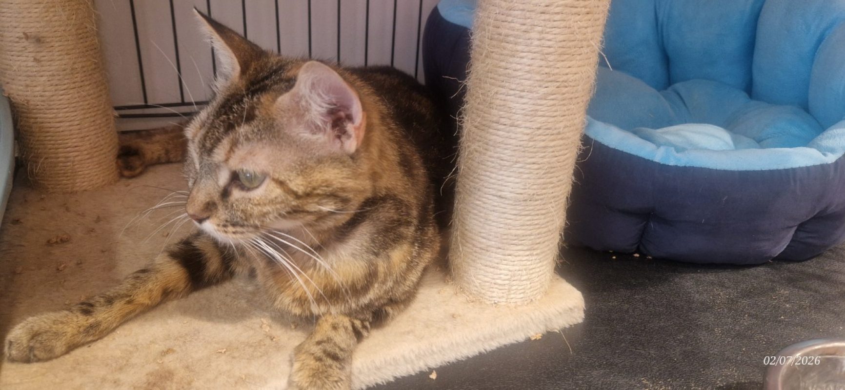 Muscade - Chat Européen à adopter