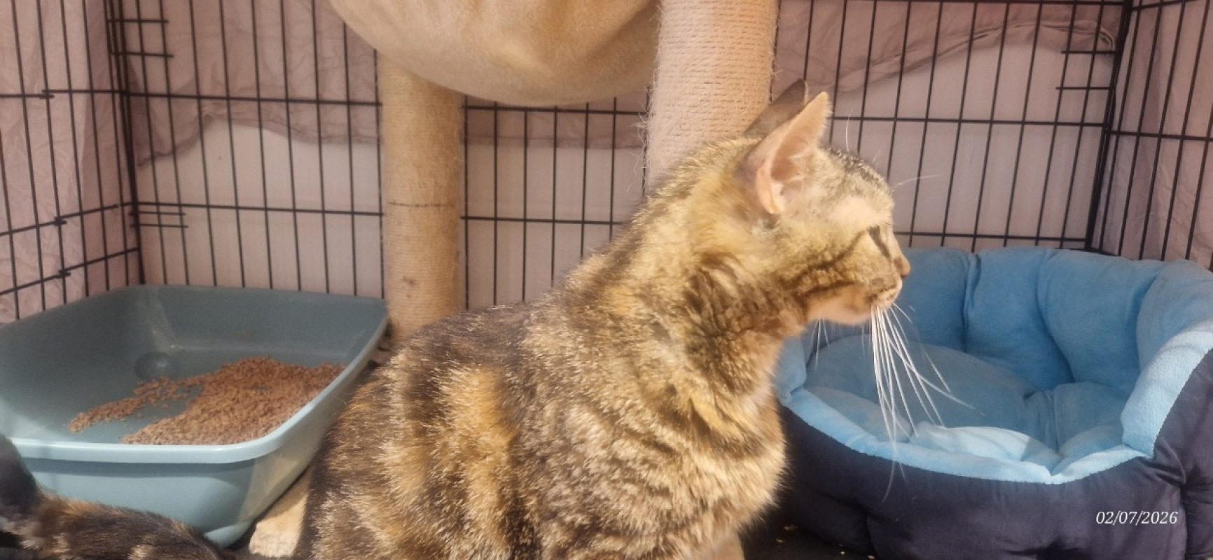 Muscade - Chat Européen à adopter - photo 2