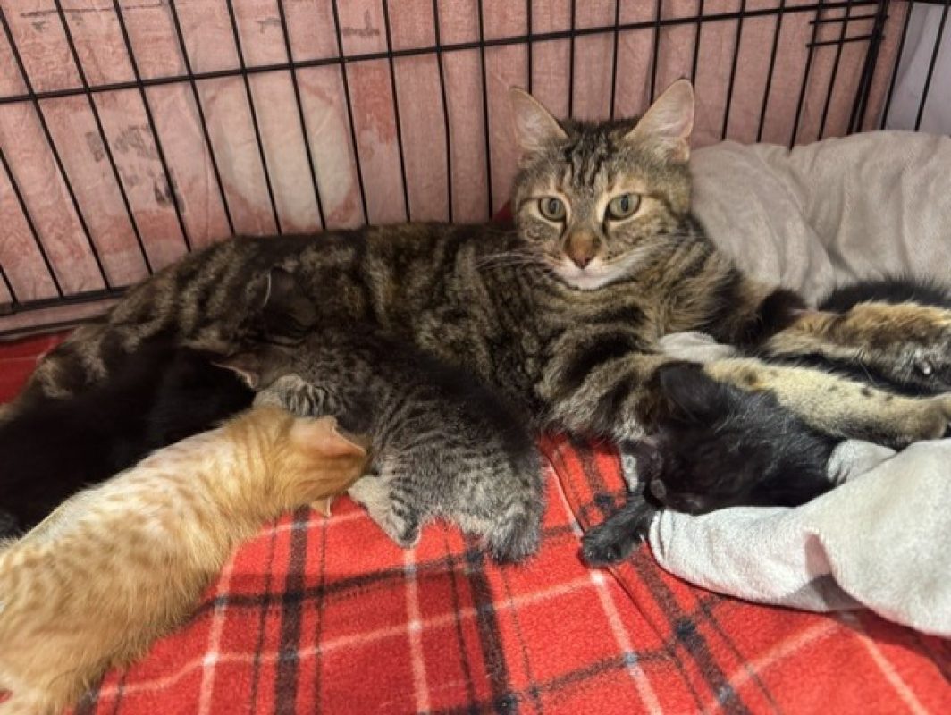 Muscade - Chat Européen à adopter - photo 3