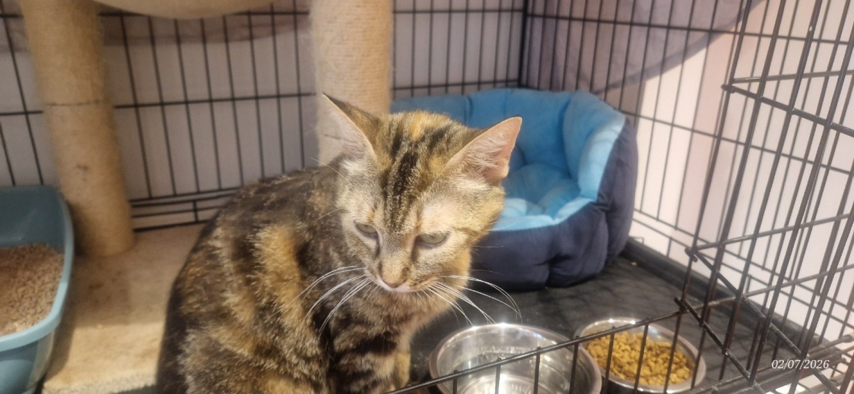 Muscade - Chat Européen à adopter - photo 4