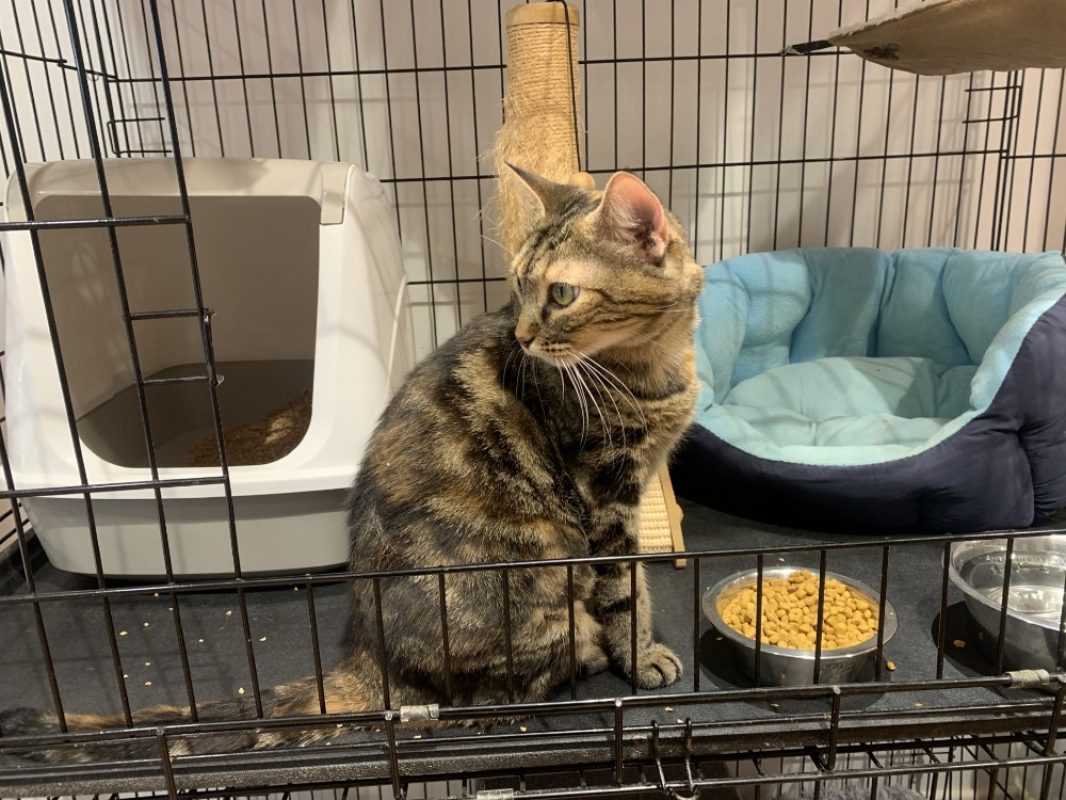 Muscade - Chat Européen à adopter