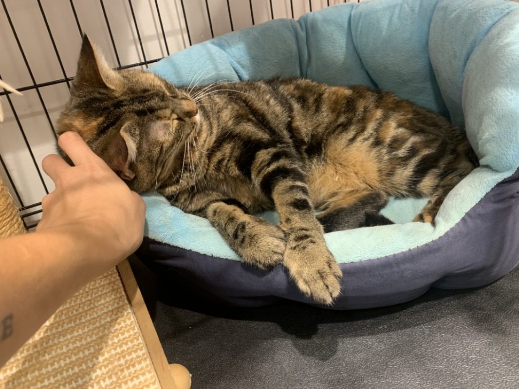 Muscade - Chat Européen à adopter - photo 2