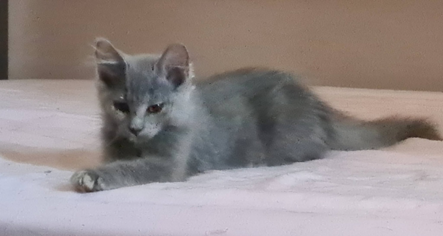Photo #4 de Bleuet