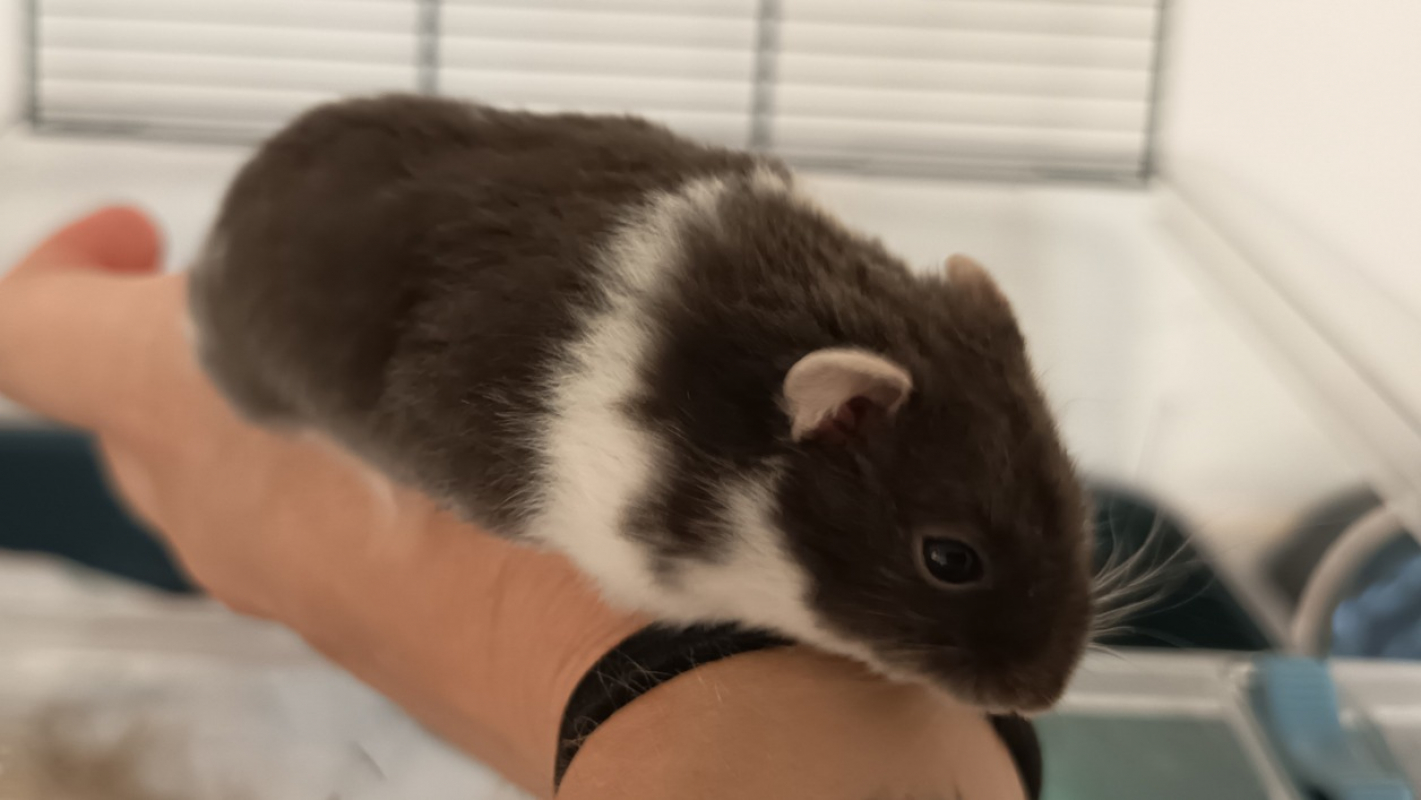 Photo de Hamtaro