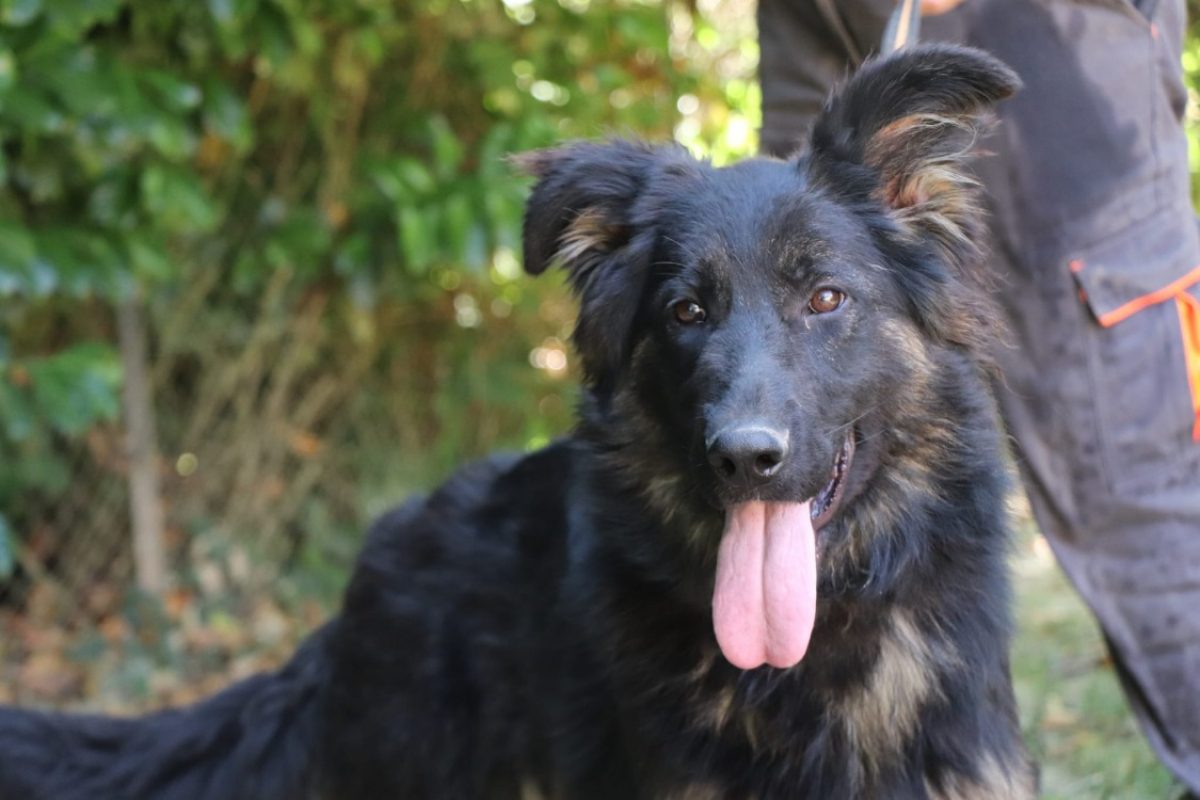 Saphira - Chien Berger Allemand à adopter