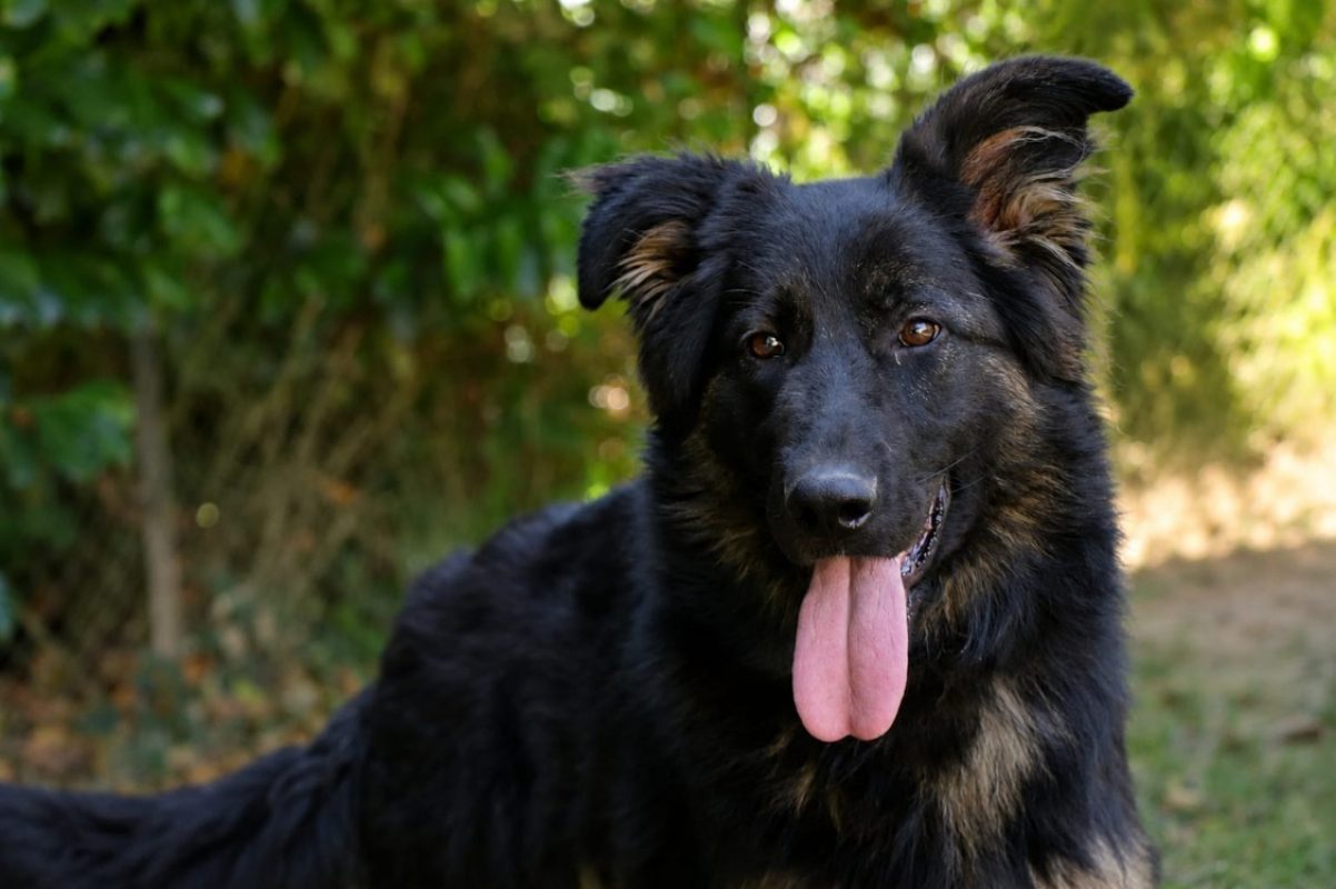 Saphira - Chien Berger Allemand à adopter - photo 2