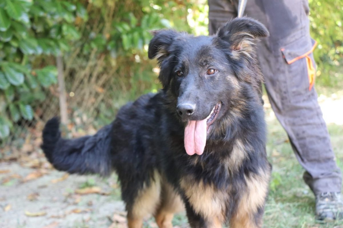 Saphira - Chien Berger Allemand à adopter - photo 3