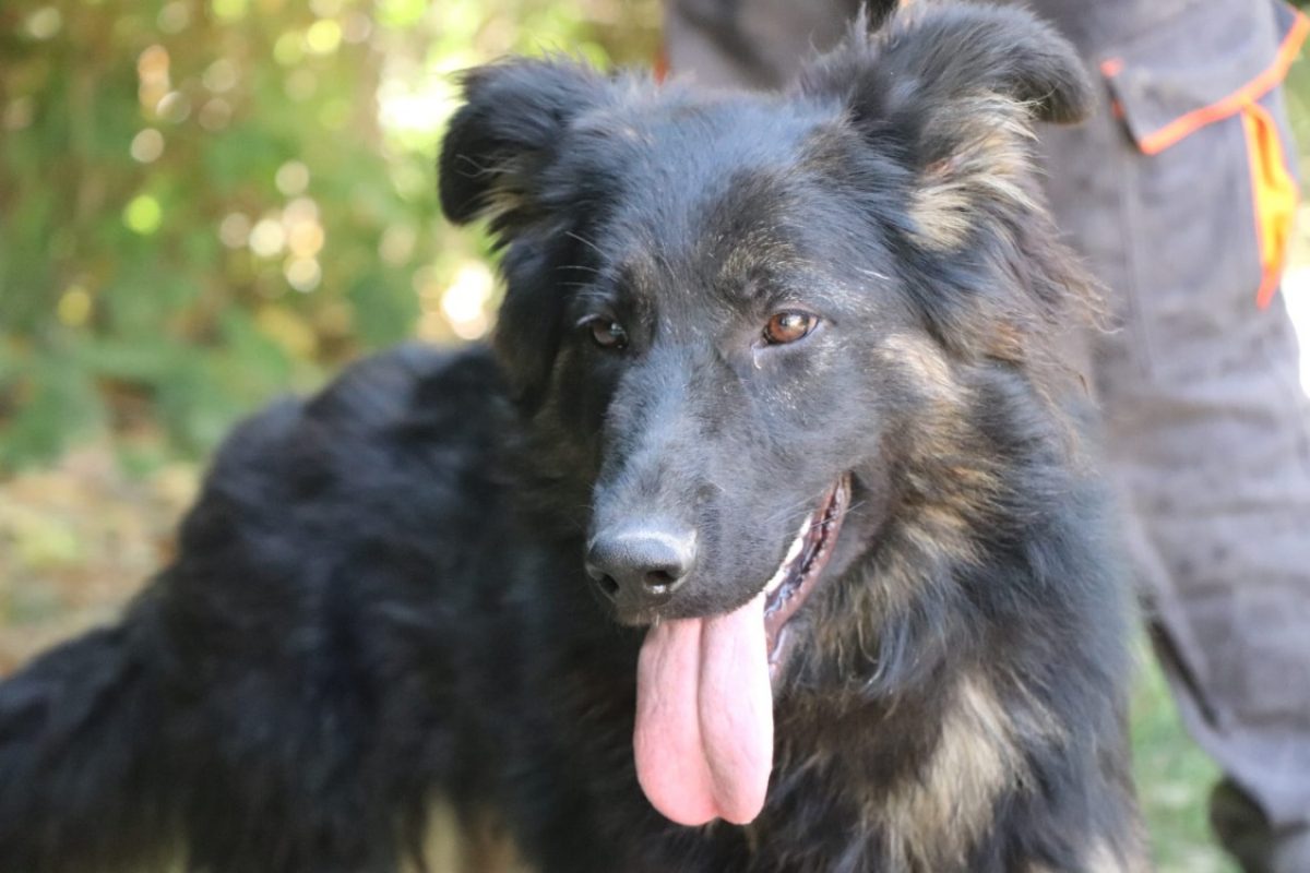 Saphira - Chien Berger Allemand à adopter - photo 4