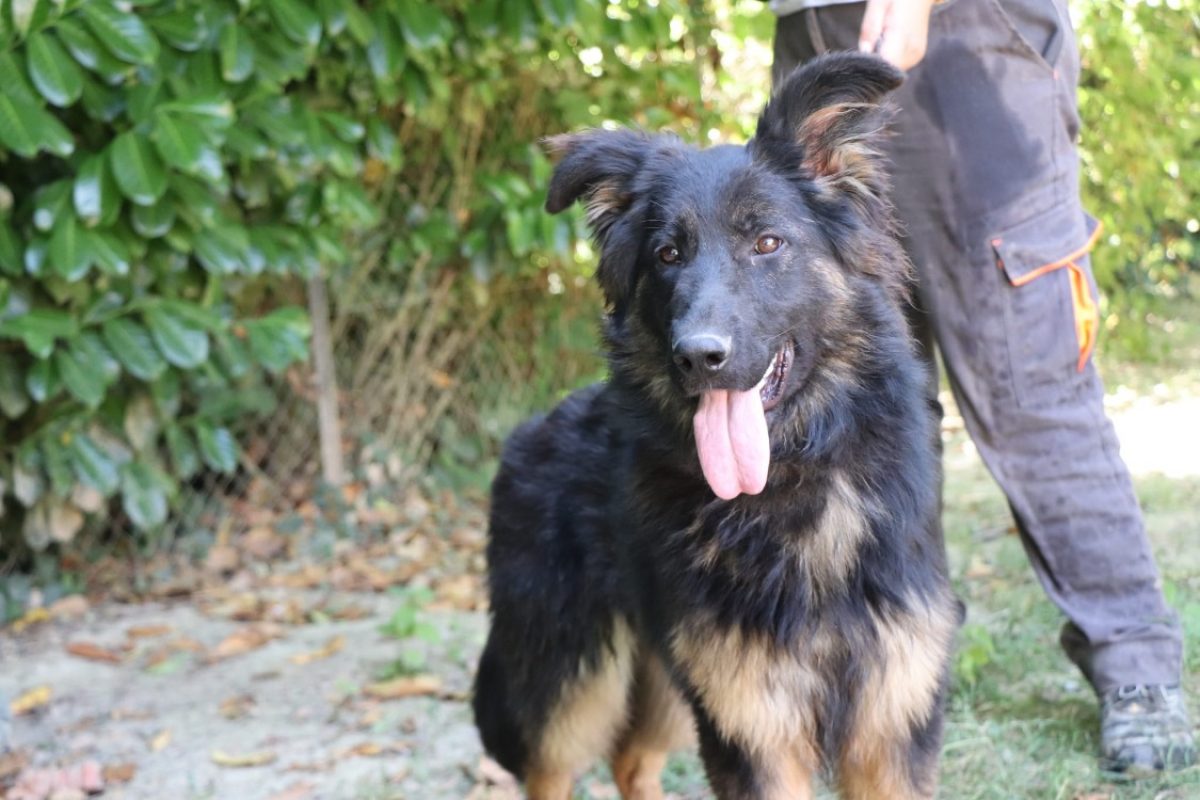 Saphira - Chien Berger Allemand à adopter - photo 5