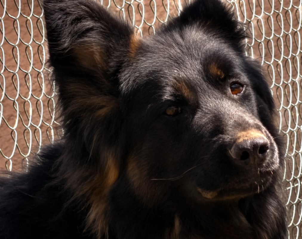 Victoria - Chien Berger Allemand à adopter