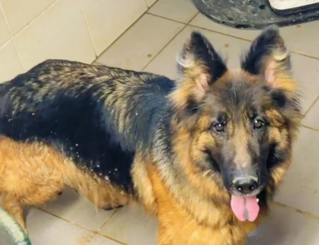 Sally - Chien Berger Allemand à adopter
