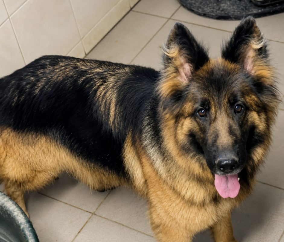 Sally - Chien Berger Allemand à adopter - photo 2