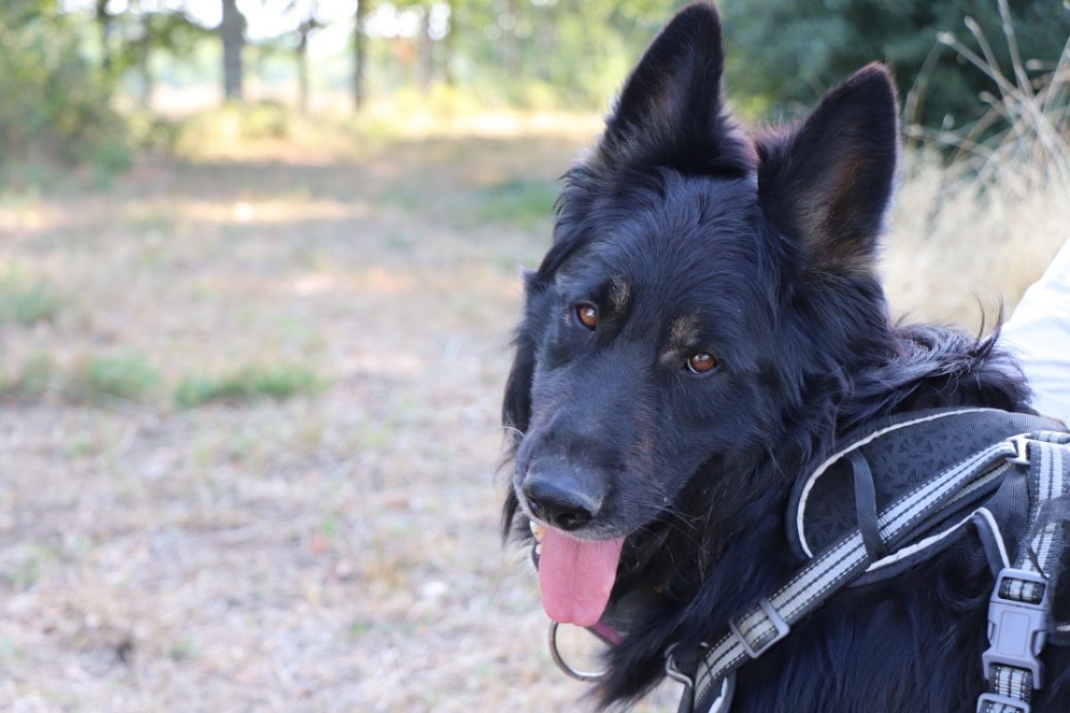 Tyo - Chien Berger Allemand à adopter
