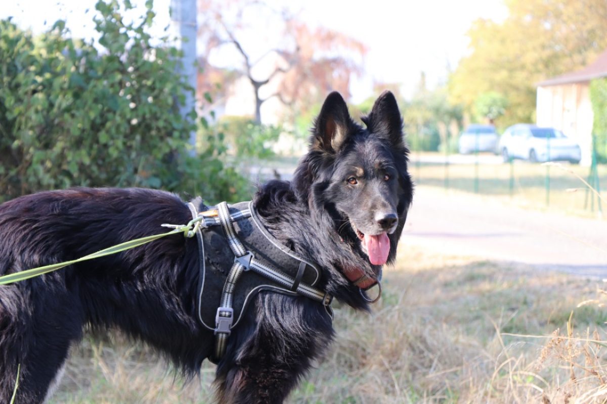 Tyo - Chien Berger Allemand à adopter - photo 2