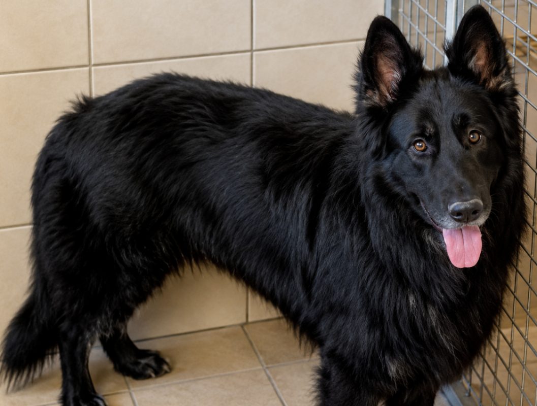 Tyo - Chien Berger Allemand à adopter - photo 3