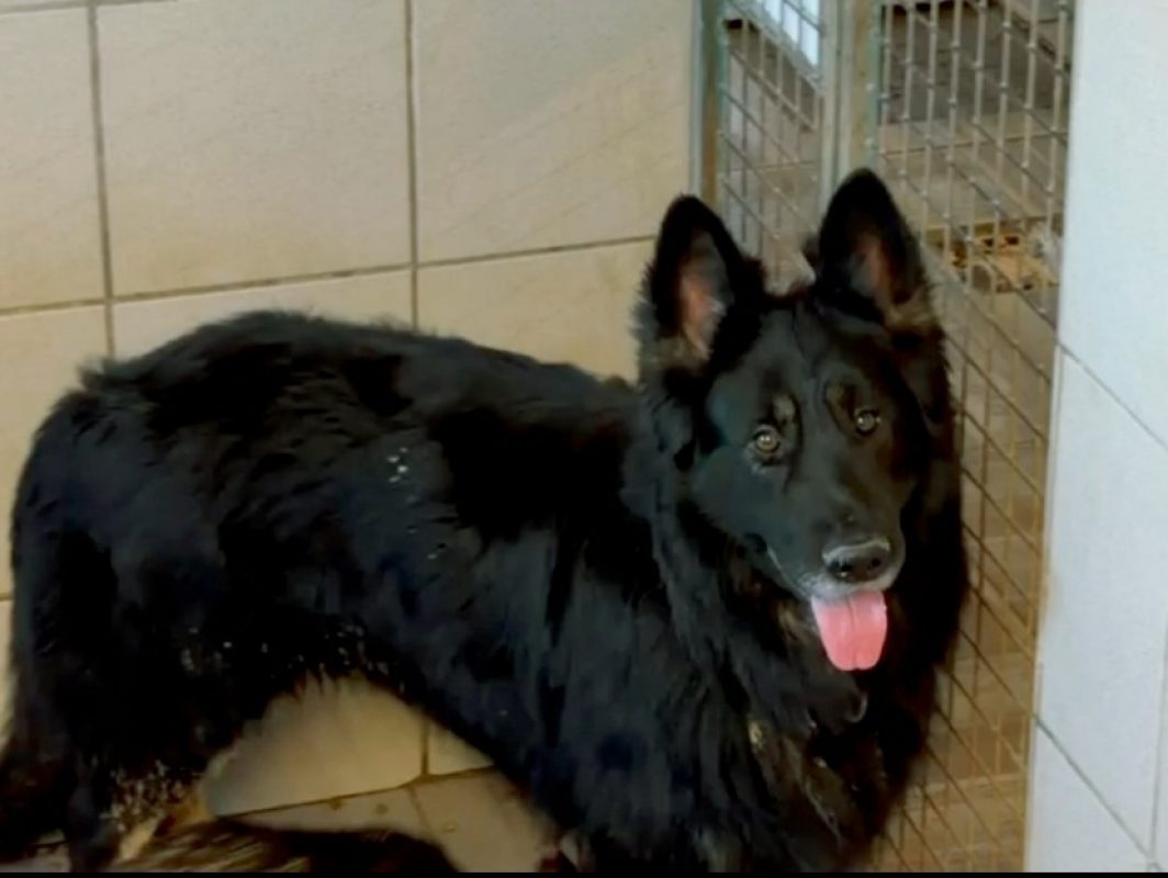 Tyo - Chien Berger Allemand à adopter - photo 4