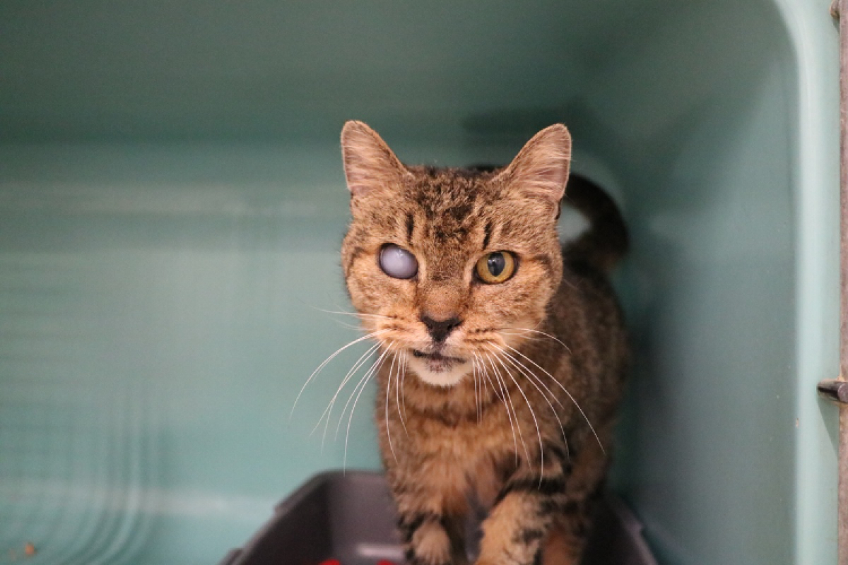 Photo de Simba
