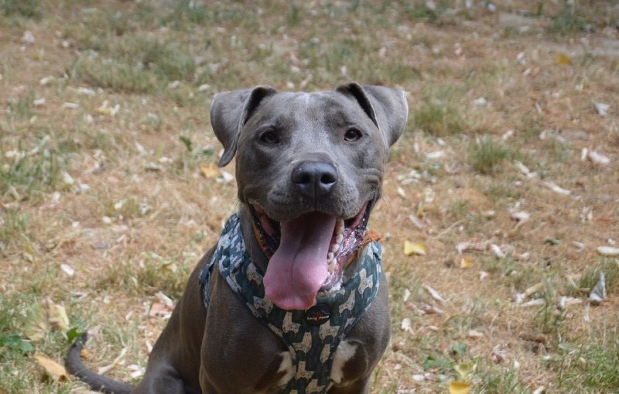 Stollen dit zip - Chien à adopter