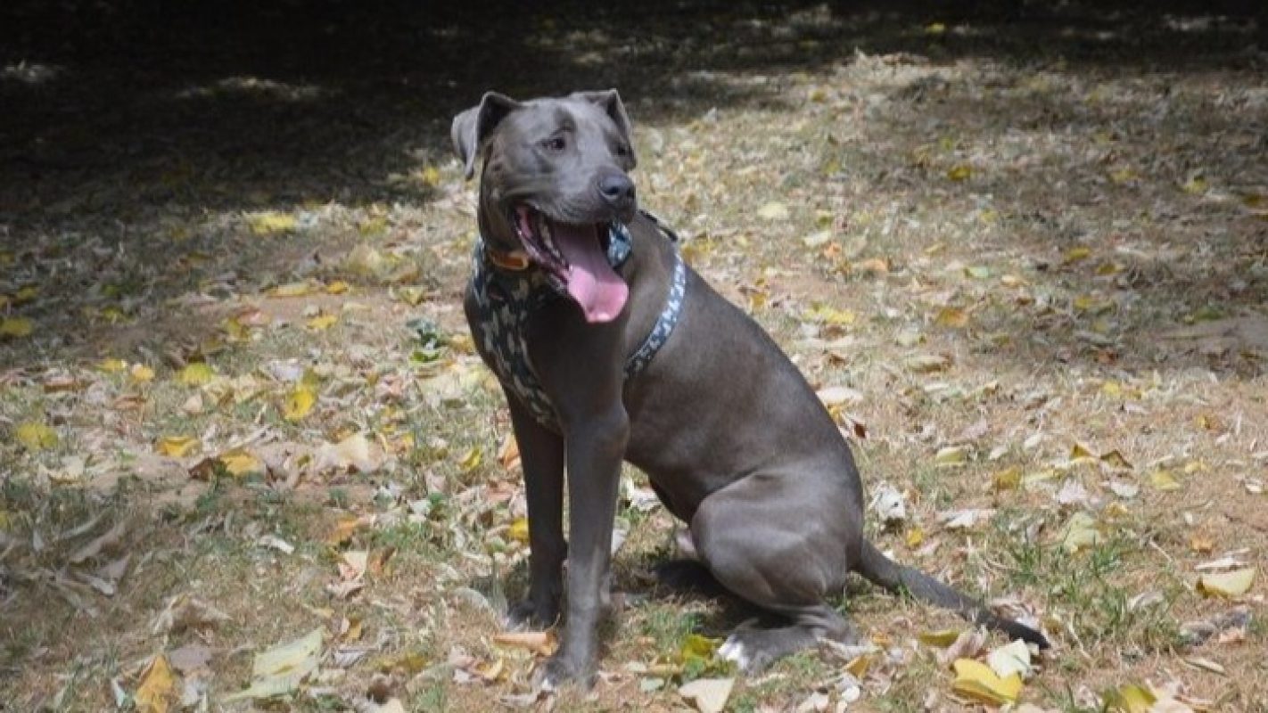 Stollen dit zip - Chien à adopter - photo 2