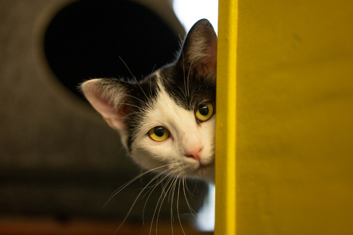 Photo #1 de Verveine