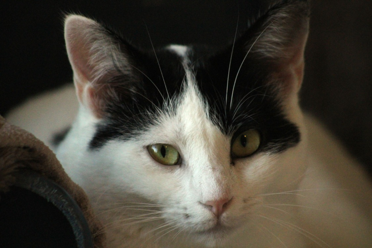 Photo #2 de Verveine