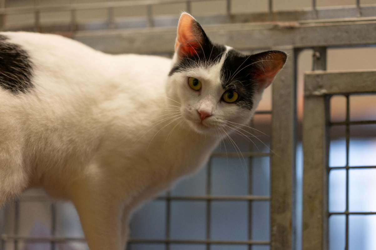 Photo #3 de Verveine