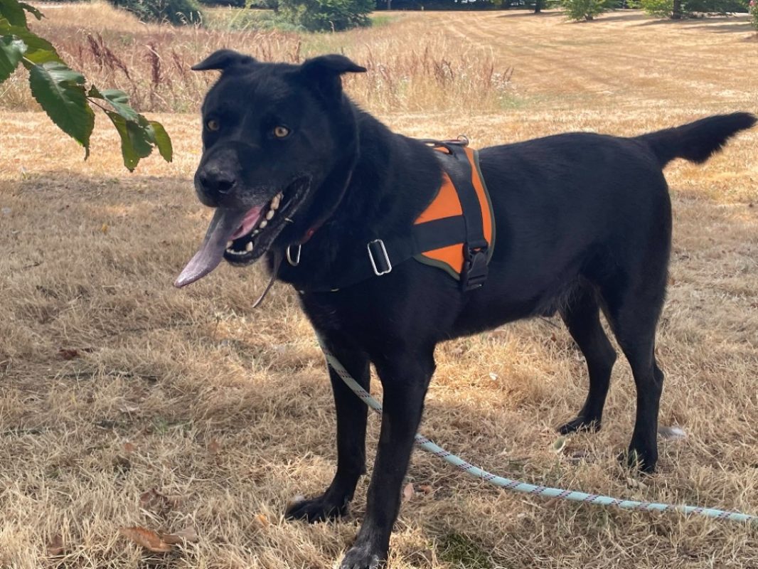 Milord - Chien à adopter