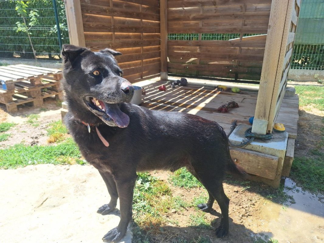 Milord - Chien à adopter - photo 2