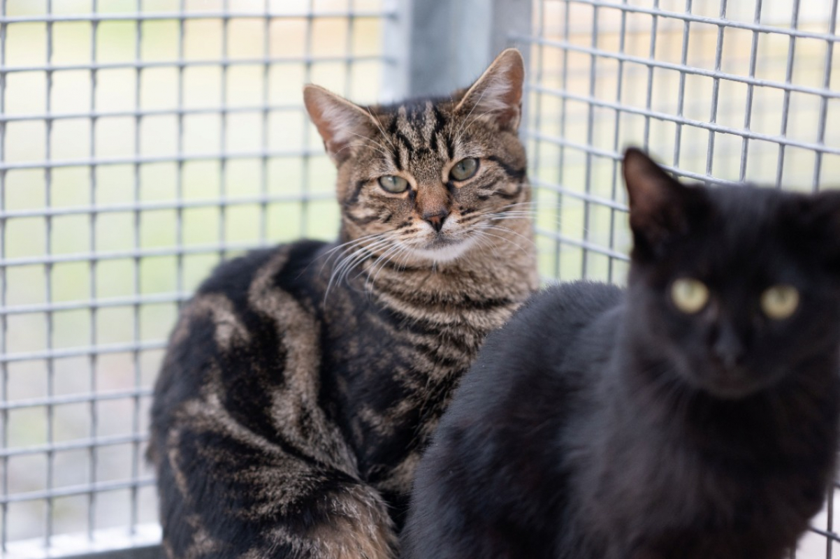 Photo #2 de Anémone