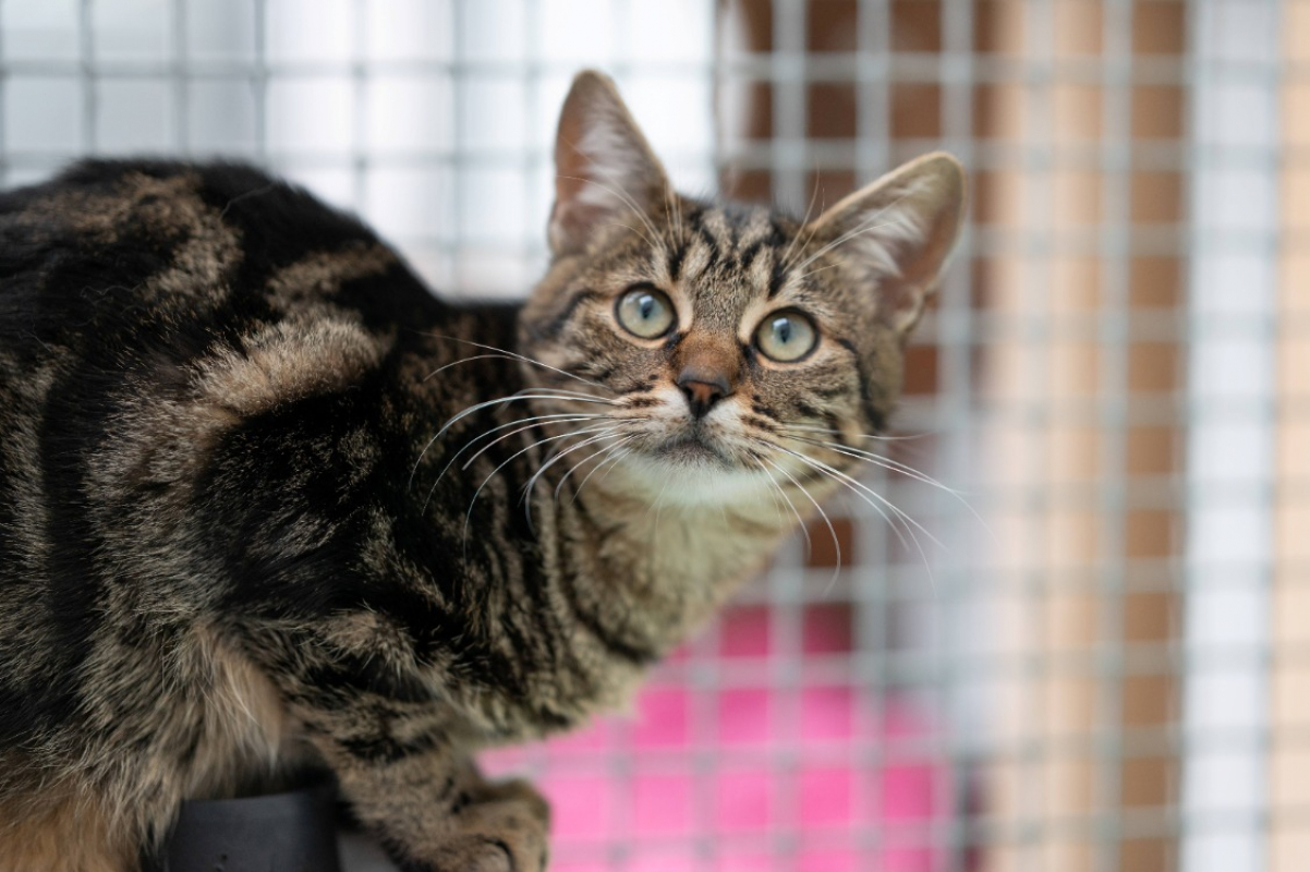 Photo #1 de Anémone