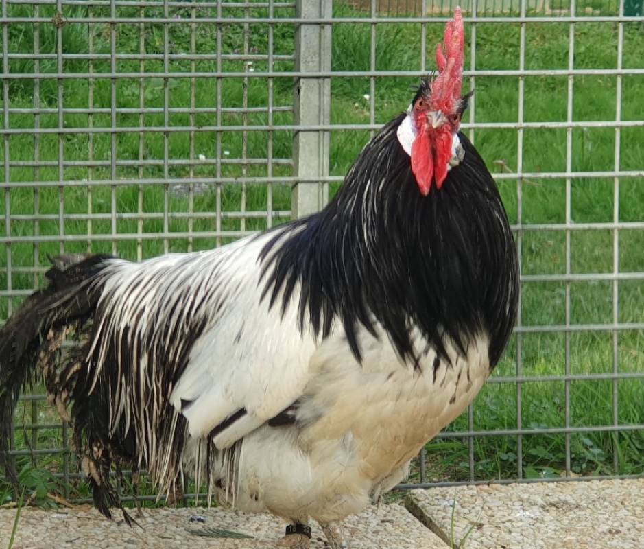 Photo #1 de Le rigolo bizarre