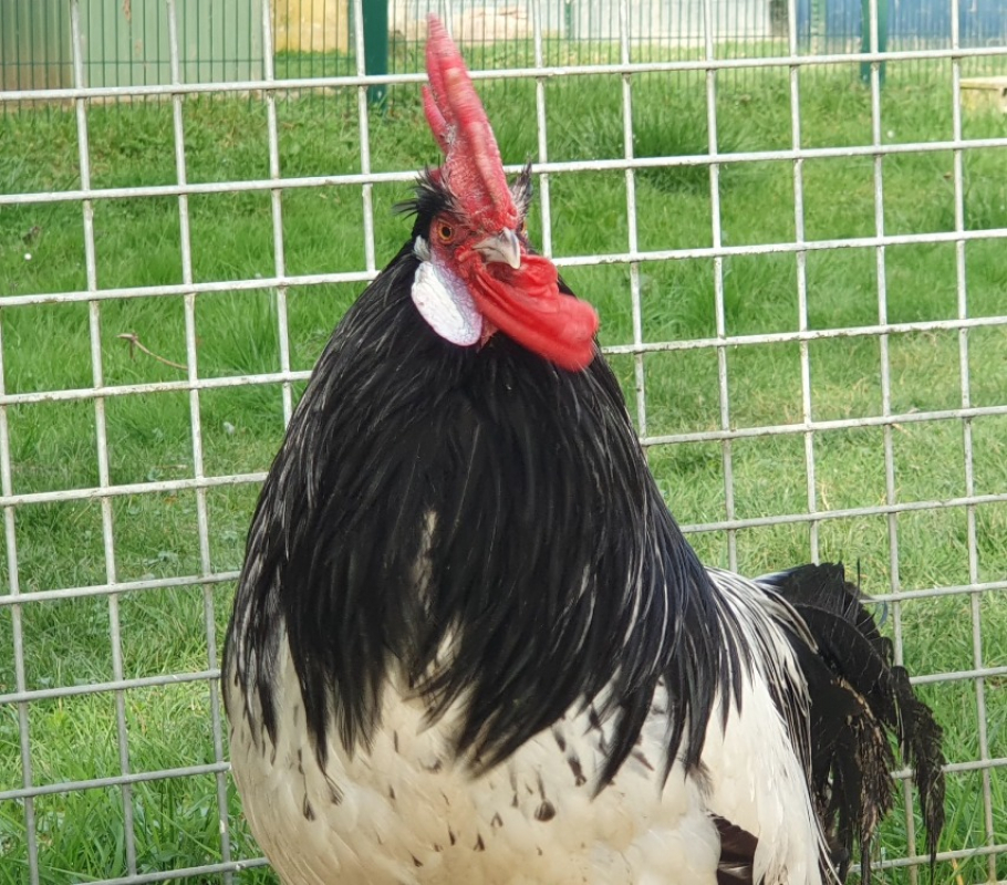 Photo #2 de Le rigolo bizarre