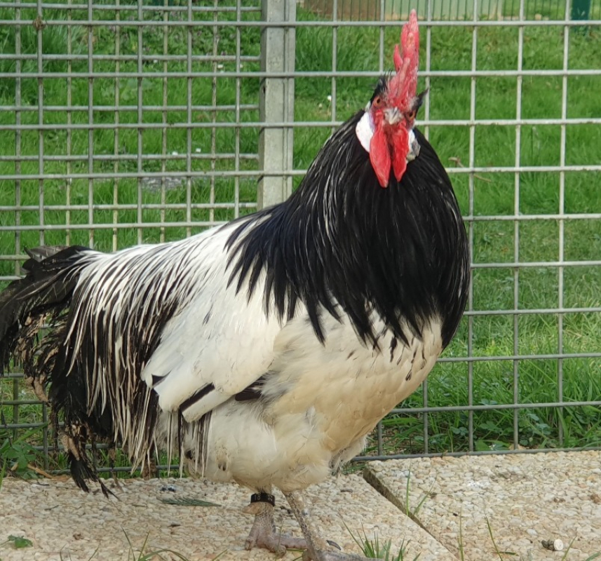 Photo #5 de Le rigolo bizarre