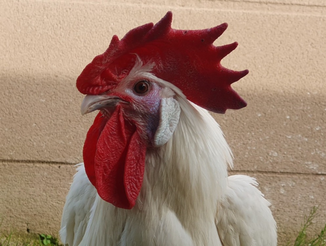 Photo #1 de Sherlockcoq