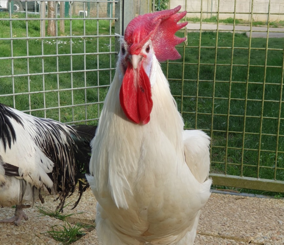 Photo #2 de Sherlockcoq
