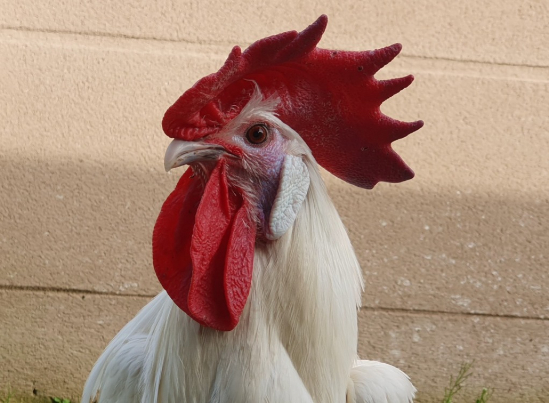 Photo #3 de Sherlockcoq