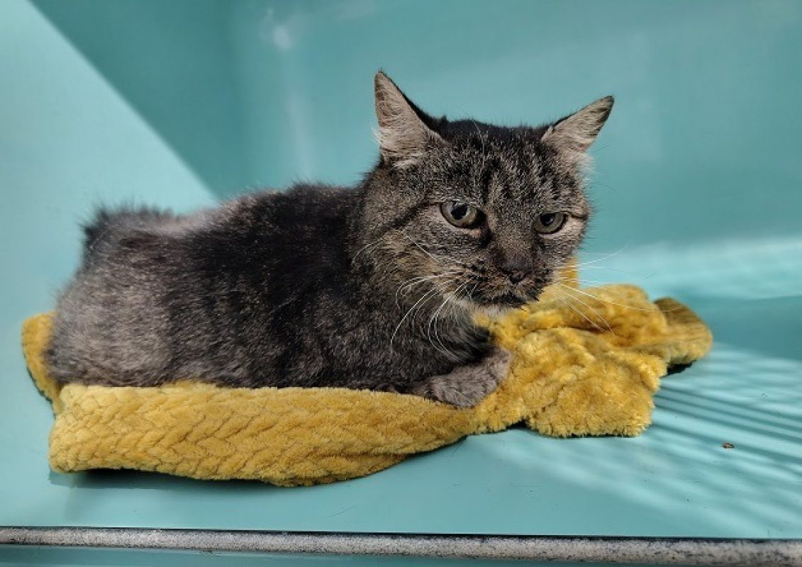 Arlette - Chat Européen à adopter