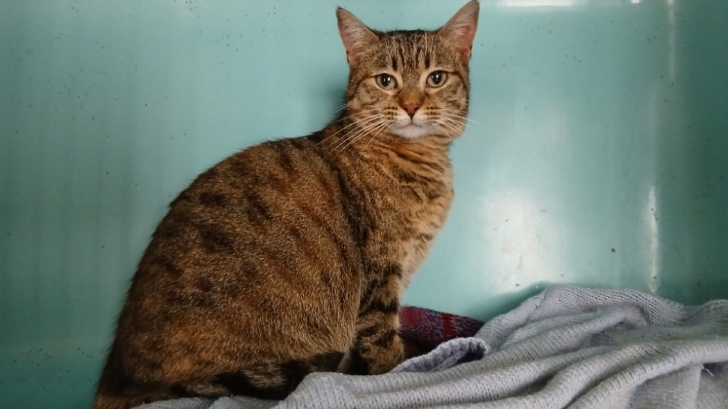 Anguille - Chat Européen à adopter