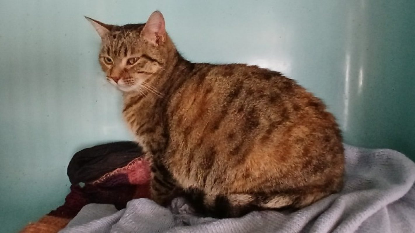 Anguille - Chat Européen à adopter - photo 2